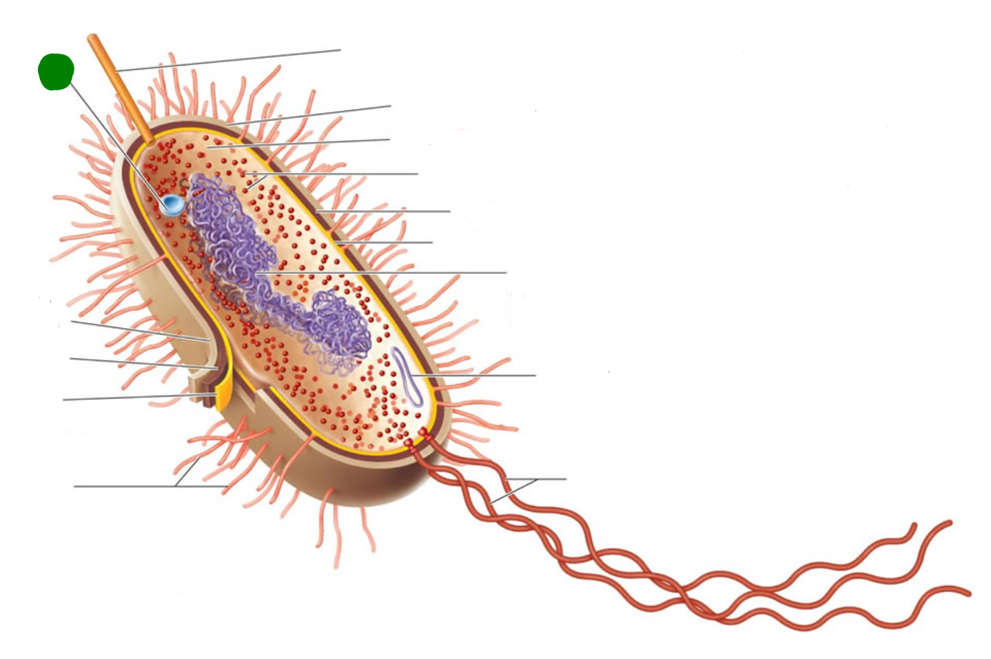 Level 7 Chapter 3 Prokaryotic Structure B BIO220 Microbiology 