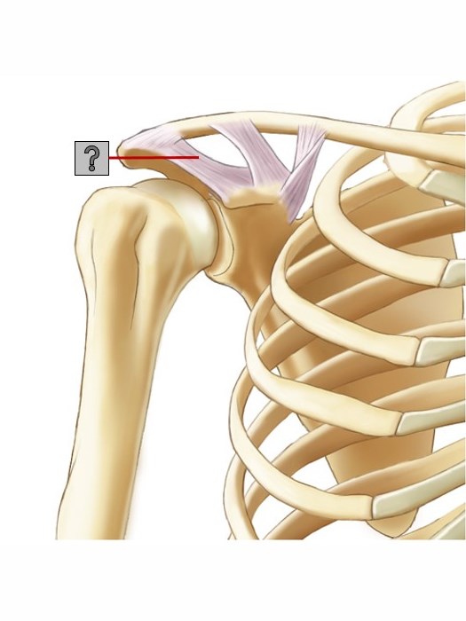 Level 5 - Hombro - v. anterior - ligamentos - Anatomía - Memrise