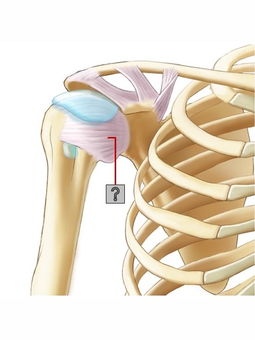 Level 6 - Hombro - V. Anterior - Cápsulas Articulares - Anatomía - Memrise