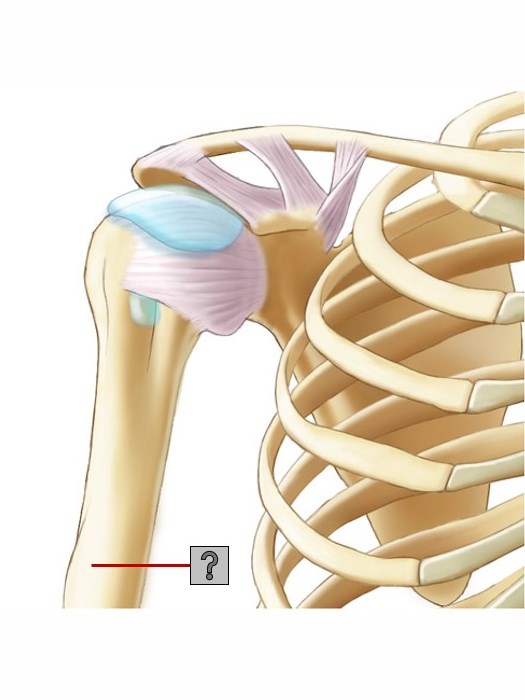 Level 6 - Hombro - v. anterior - cápsulas articulares - Anatomía - Memrise