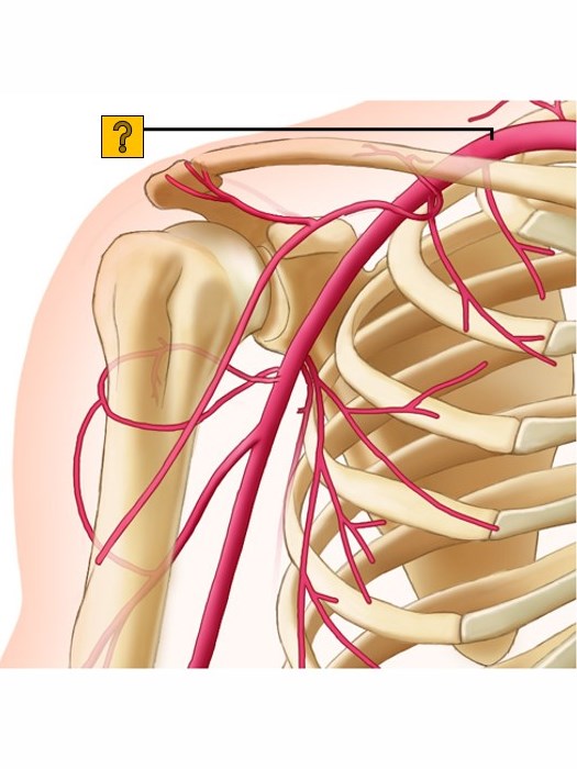 Arteria Subclavia