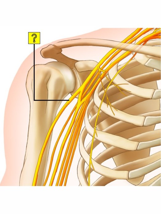 Anatomia Nervios Del Brazo Vrogue Co vrogue.co
