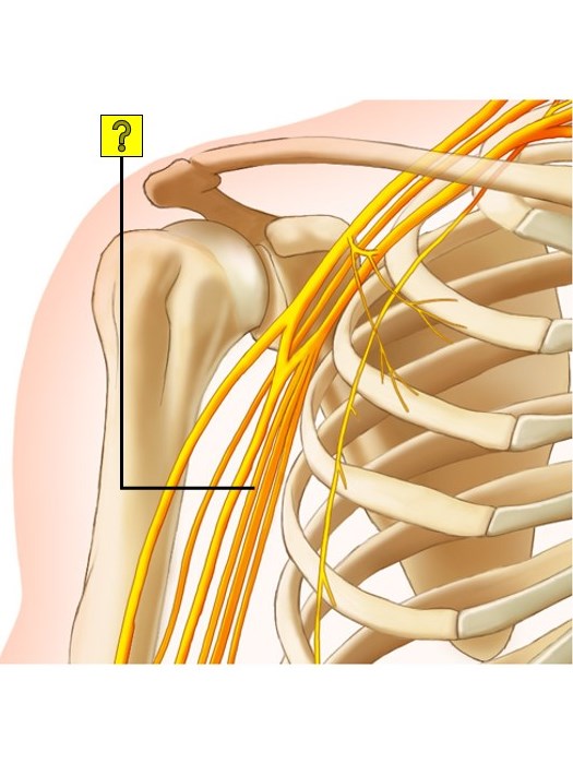 Level 11 Hombro v. anterior nervios Anatomía Memrise
