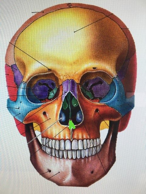 Level 1 - Bones (from anterior view) - Head and Neck Anatomy - Memrise