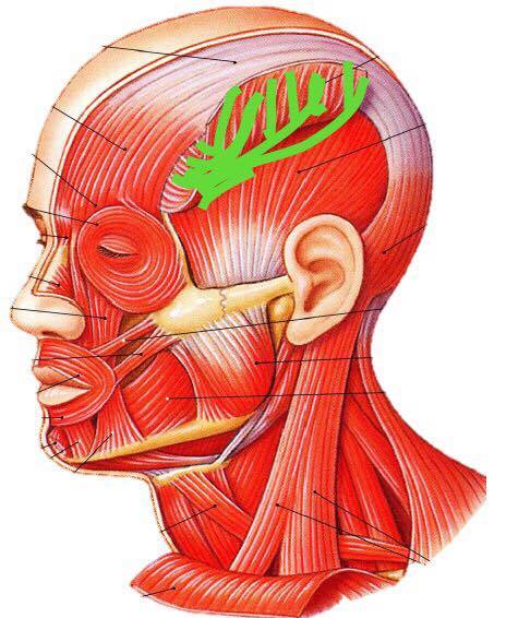 Жевательные мышцы шеи анатомия
