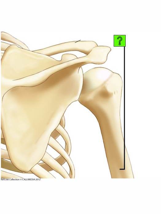 Level 26 Anatomía Memrise