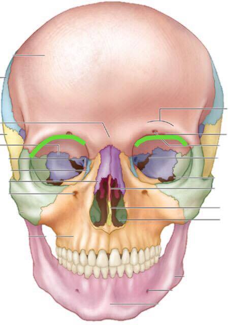 Level 2 More Features Of Bones Head And Neck Anatomy Memrise 