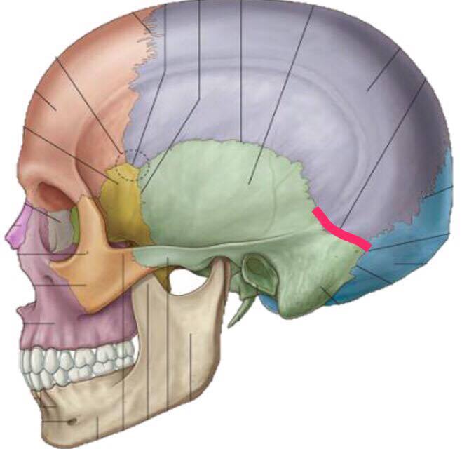 Level 2 More Features Of Bones Head And Neck Anatomy Memrise