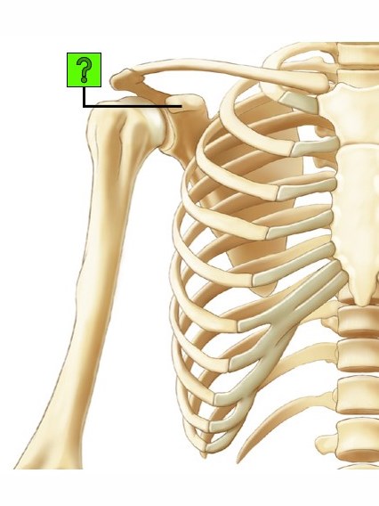 Level 30 - Hombro, brazo - v. anterior - huesos - Anatomía - Memrise