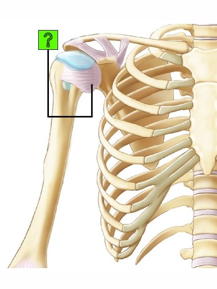 Level 31 - Hombro, brazo - v. anterior - cápsulas articulares - Anatom ...