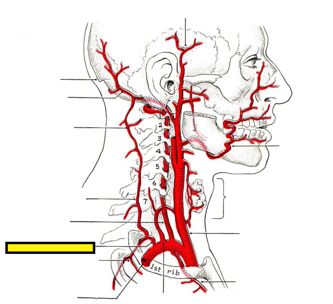 Level 4 - Arterial Blood Supply to Head & Neck - Head and Neck Anatomy ...