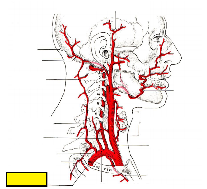 Level 4 - Arterial Blood Supply to Head & Neck - Head and Neck Anatomy