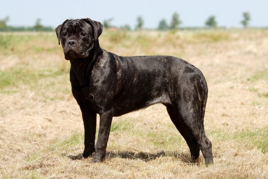 Cane corso salem oregon