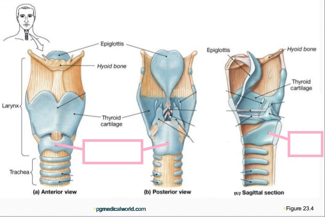 Level 8 - Module VI Images - Respiratory System - Medical Terminology ...