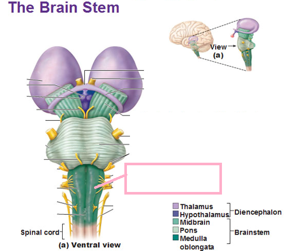 Level 10 - Module VII Images - Nervous System - Medical Terminology UN ...