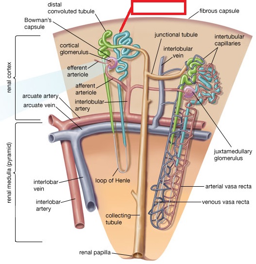 proximal tubule