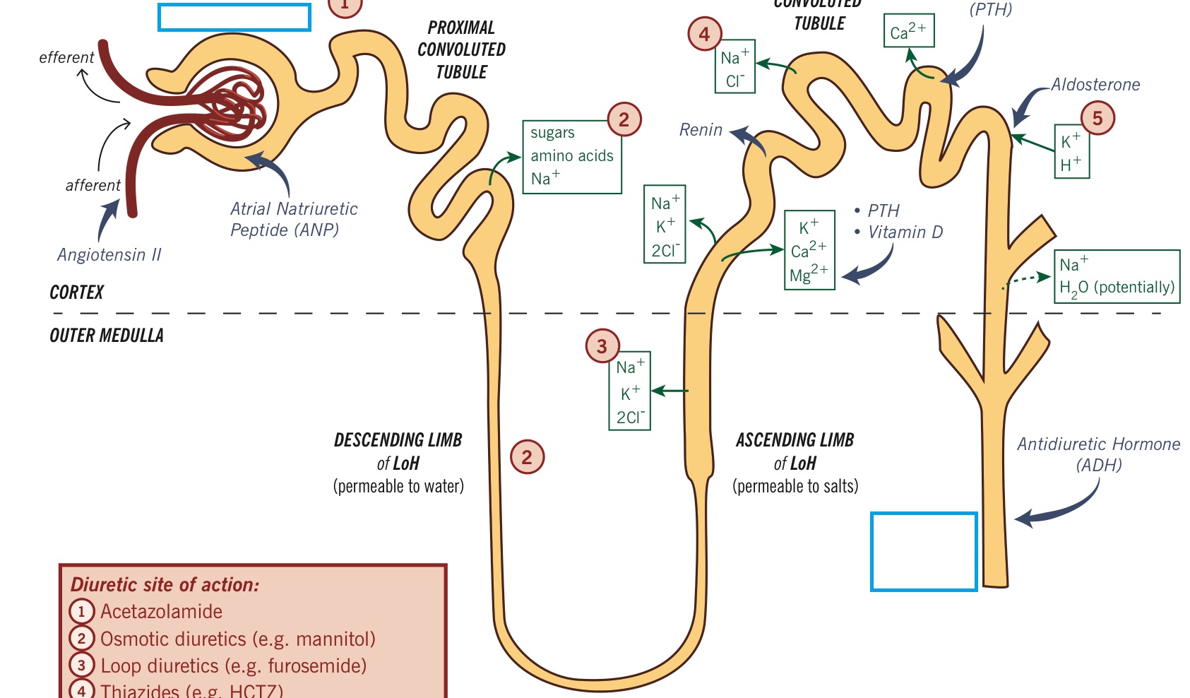 Collecting Duct Diagram