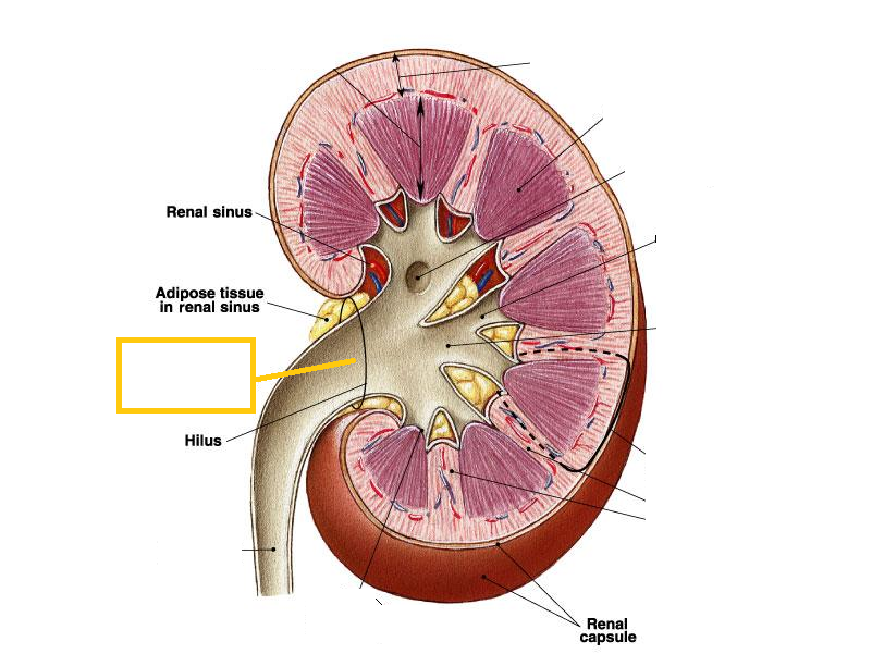 renal pelvis