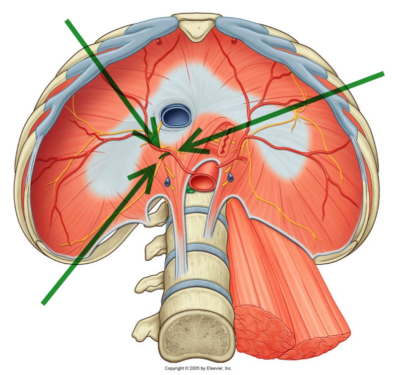 Level 23 - Durham University Medicine (Year One), - Memrise