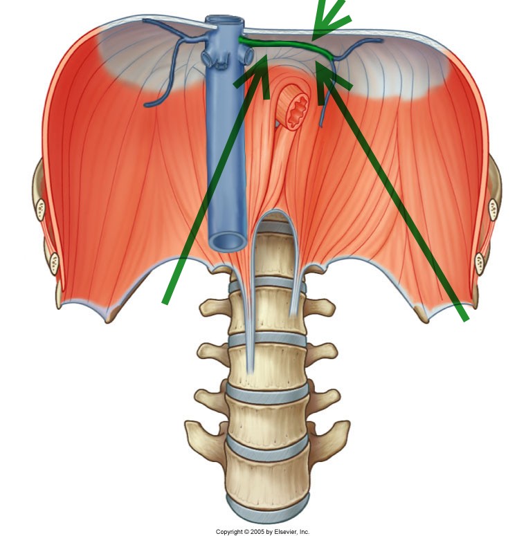 Level 22 - Durham University Medicine (Year One), - Memrise