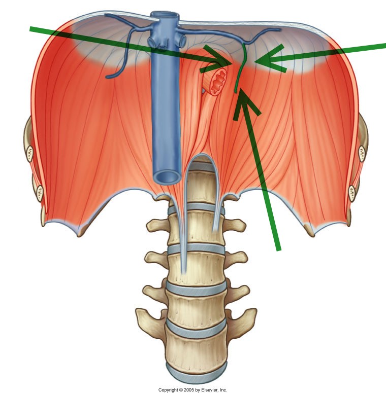 Level 22 - Durham University Medicine (Year One), - Memrise