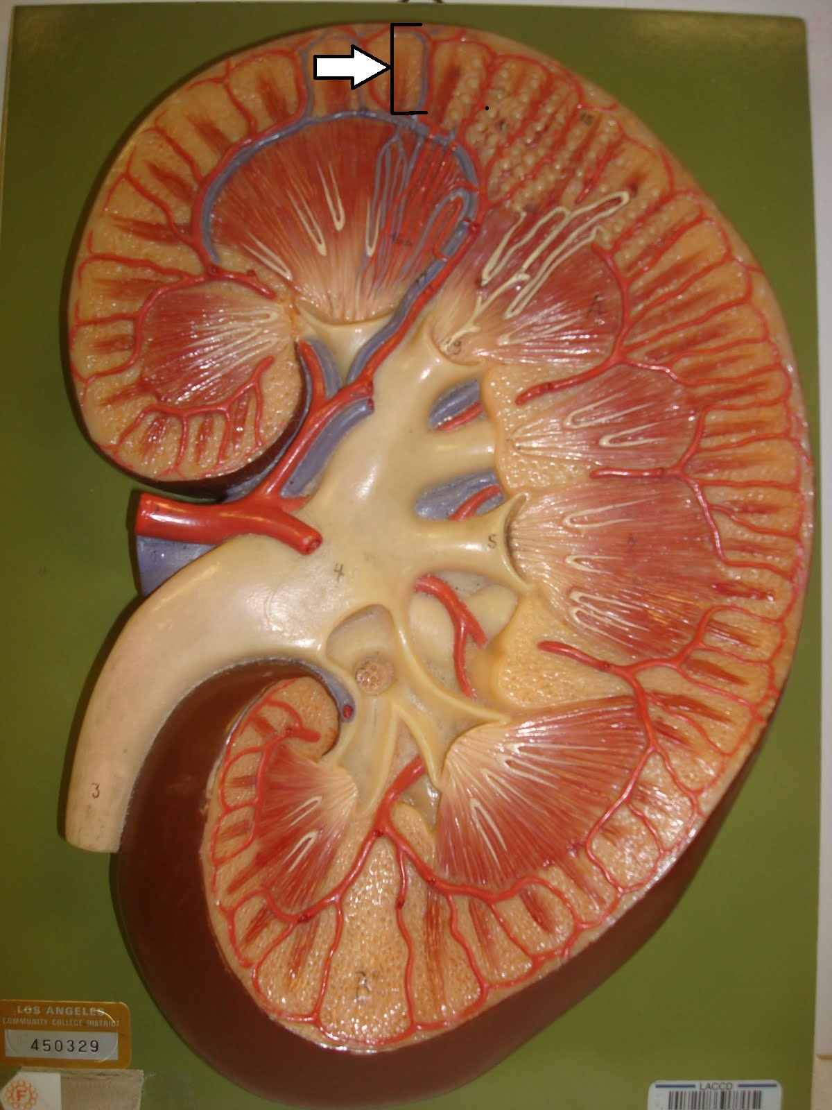 Level 1 - Anatomy and Physiology of t... - Memrise