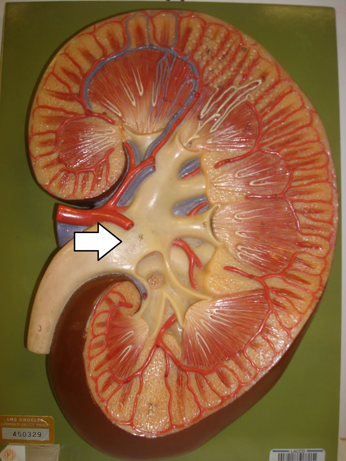 renal pelvis