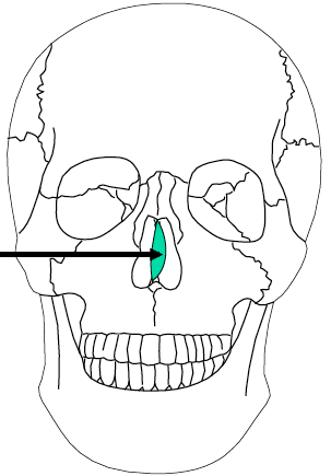Level 3 - Parts of the Cranium - 8 Biology Honors - Memrise