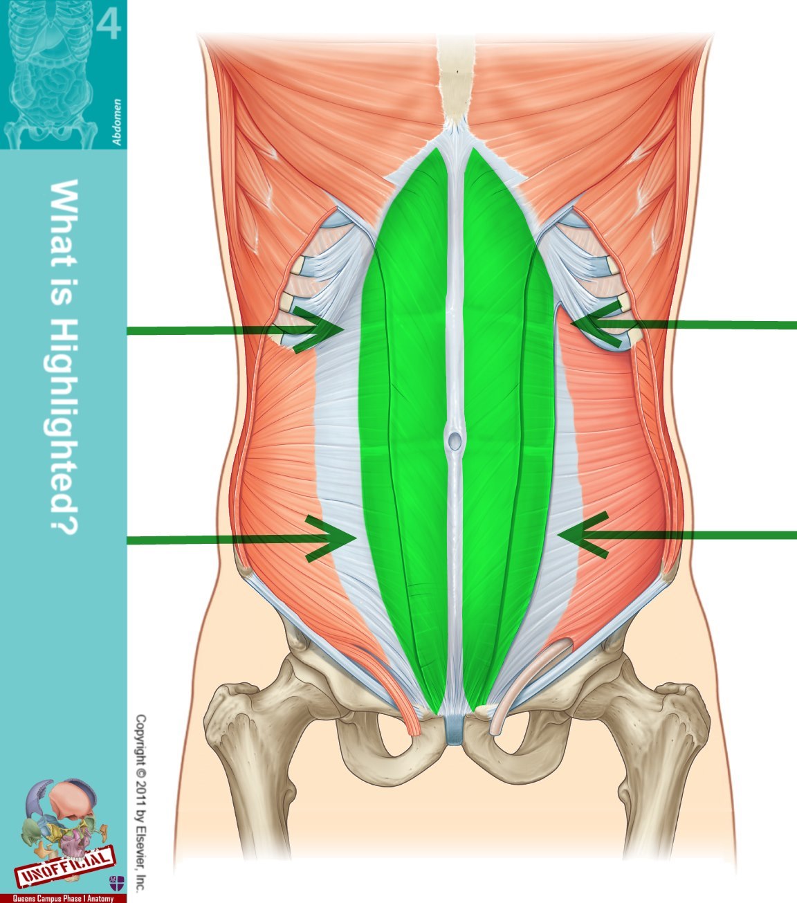 Level 48 - Durham University Medicine (Year One), - Memrise