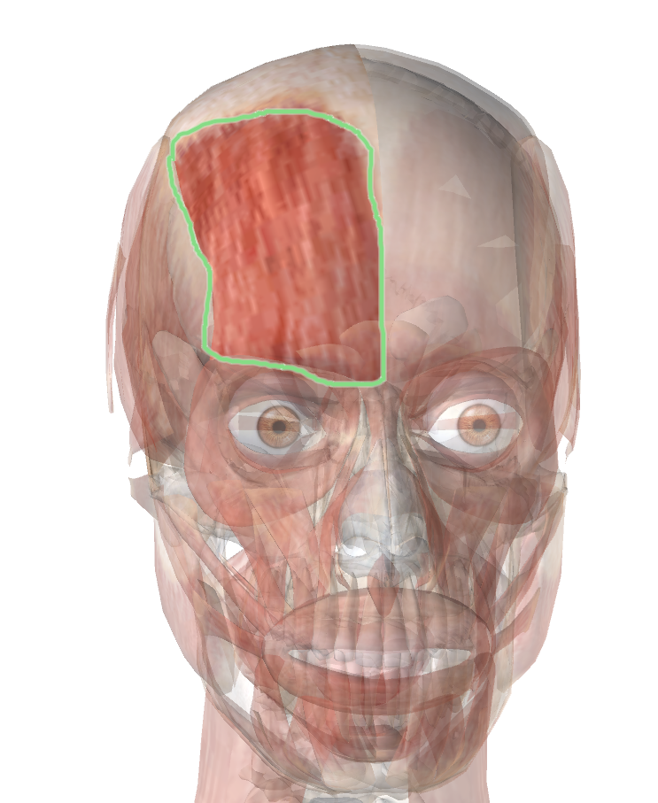 Мускулюс Фронталис