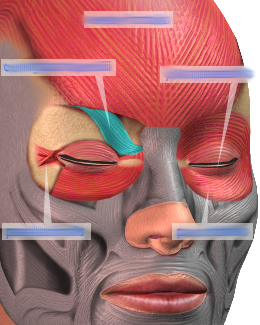 Corrugator supercilii