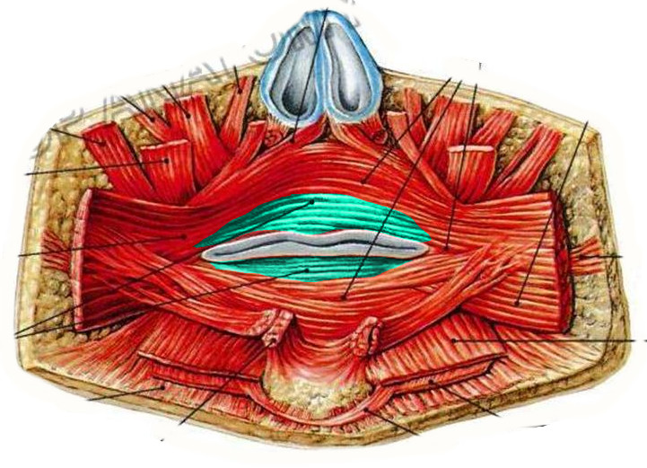 Губы мышцы рта. Мышцы окружающие отверстие рта. Мышцы окружающие ротовую щель. Круговая мышца рта анатомия.