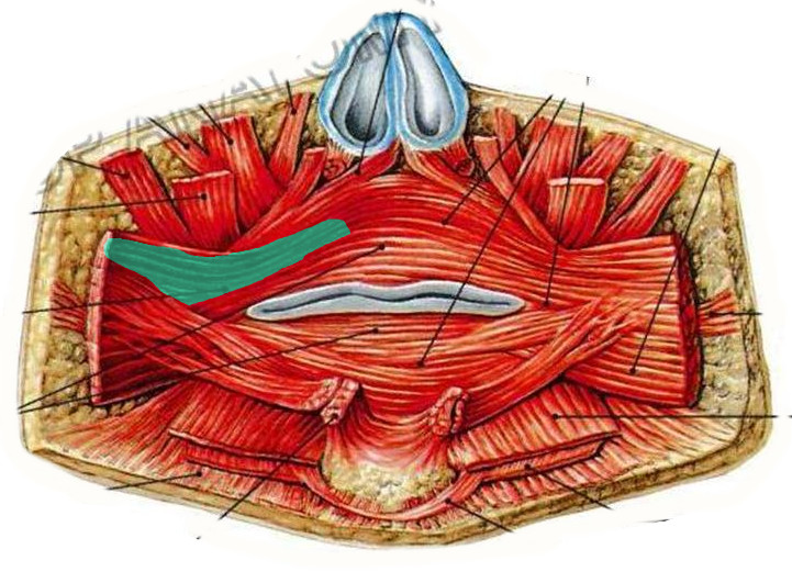 Level 14 - Мимические мышцы -1 - Анатомия человека - Memrise