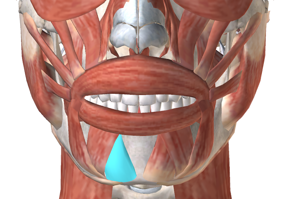 Губы мышцы рта. Круговая мышца рта m. orbicularis Oris. Подбородочная мышца анатомия. Pars marginalis musculus orbicularis Oris.