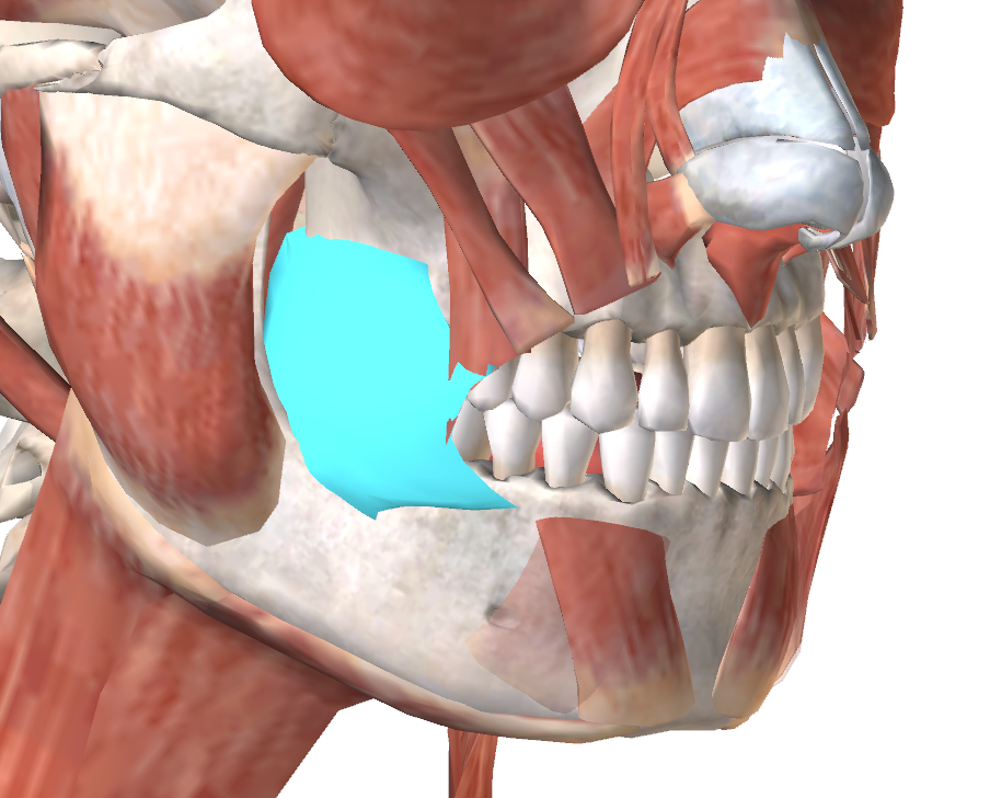 Level 14 - Мимические мышцы -1 - Анатомия человека - Memrise