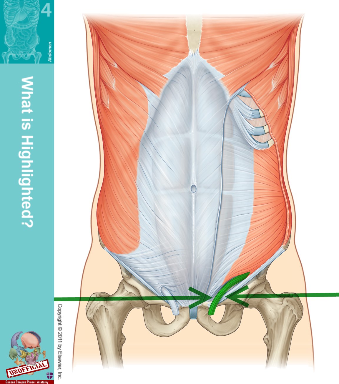 Level 47 - Durham University Medicine (Year One), - Memrise