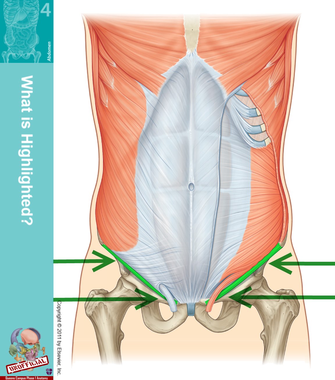 Anatomy Of The Groin Area