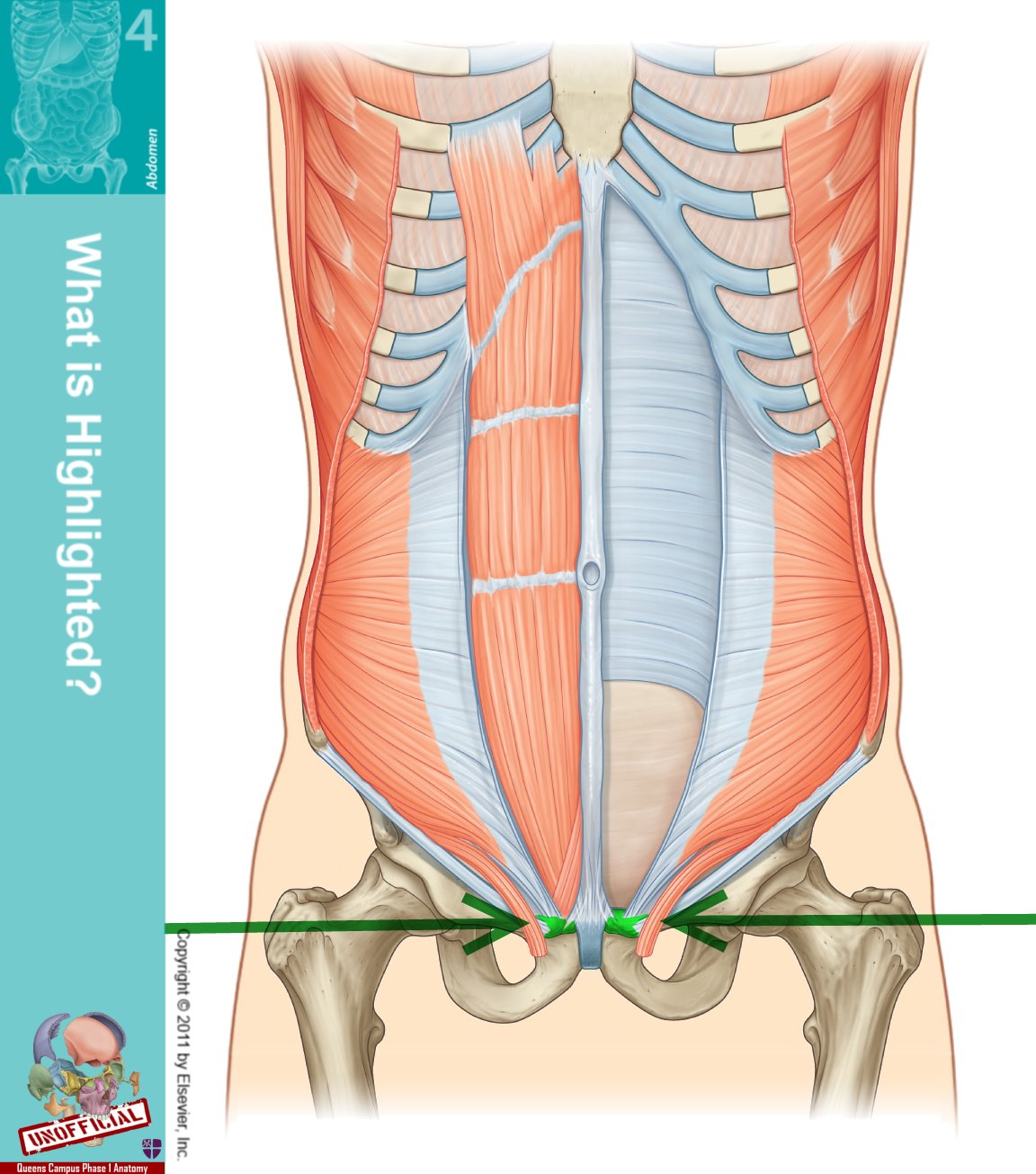 Level 49 - Durham University Medicine (Year One), - Memrise