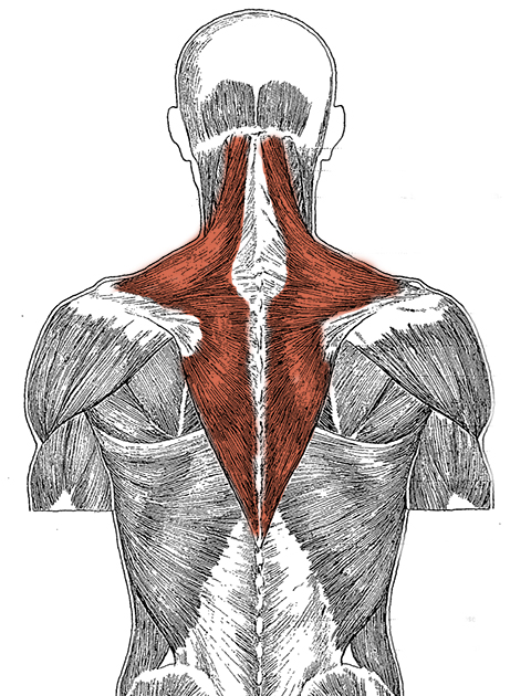 Level 3 - Artistic Anatomy - Memrise