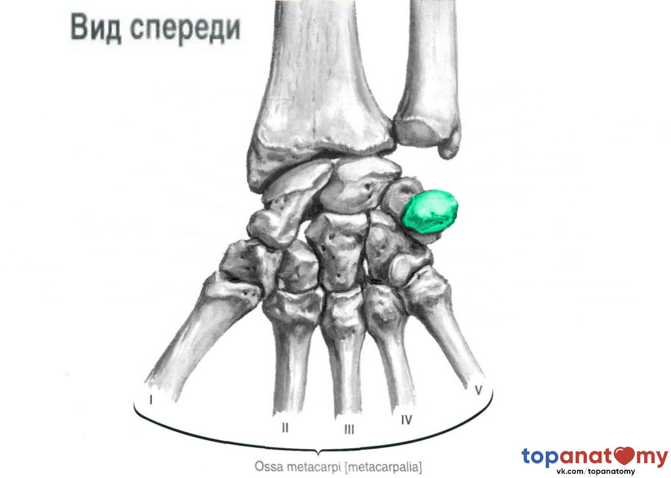 Пястная кость где находится фото