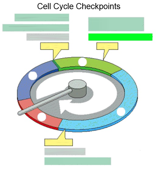 Durham University Medicine Y Biology Diagrams
