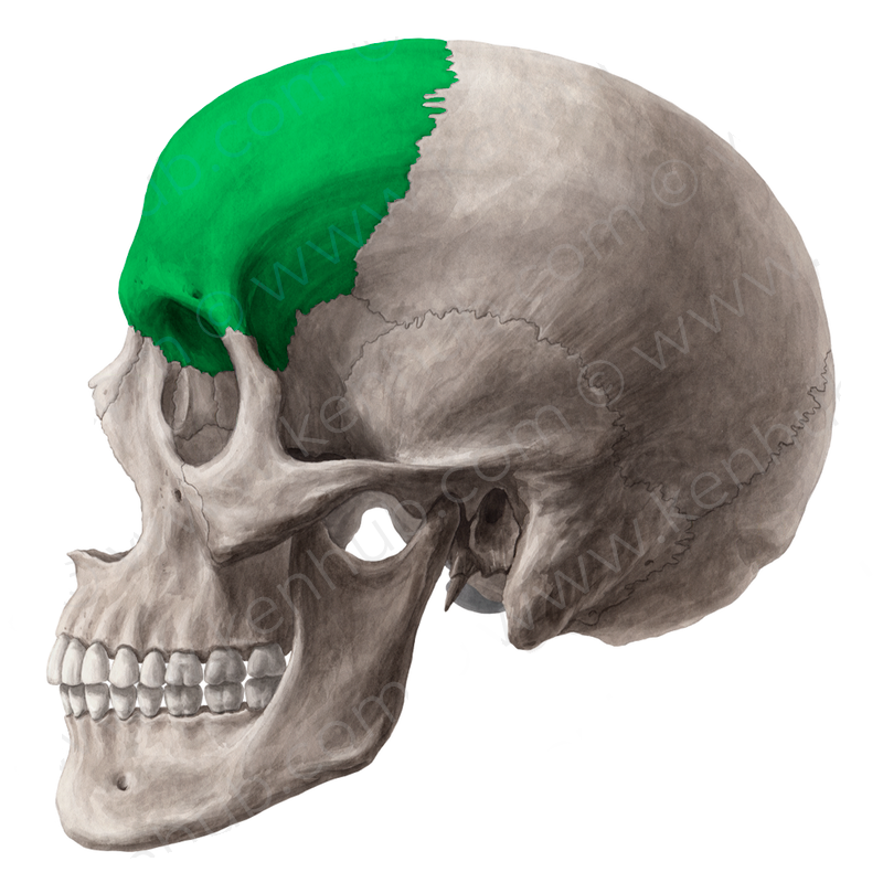 Level 2 - Propädeutik Makroanatomie HHU - Memrise