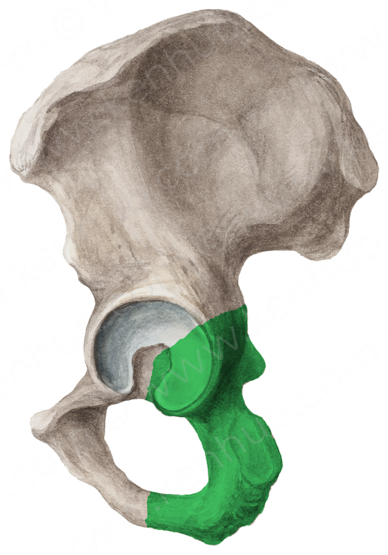 Полулунная поверхность тазовой кости. Fossa acetabuli анатомия. Ацетабулюм анатомия. Incisura acetabuli анатомия. Os acetabuli анатомия.