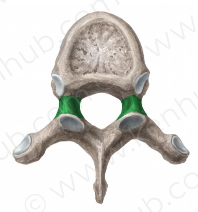 Pediculus Arcus Vertebrae