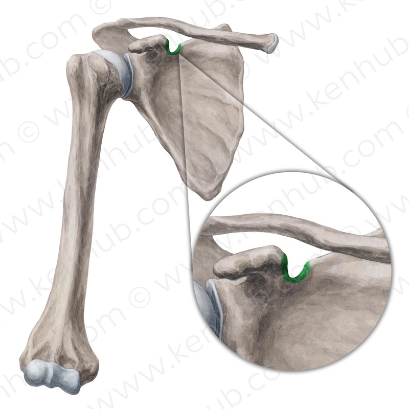 Level 8 - Skelett der oberen Extremität I - Propädeutik Makroanatomie ...