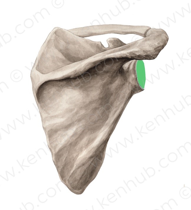 Level 8 - Skelett der oberen Extremität I - Propädeutik Makroanatomie ...