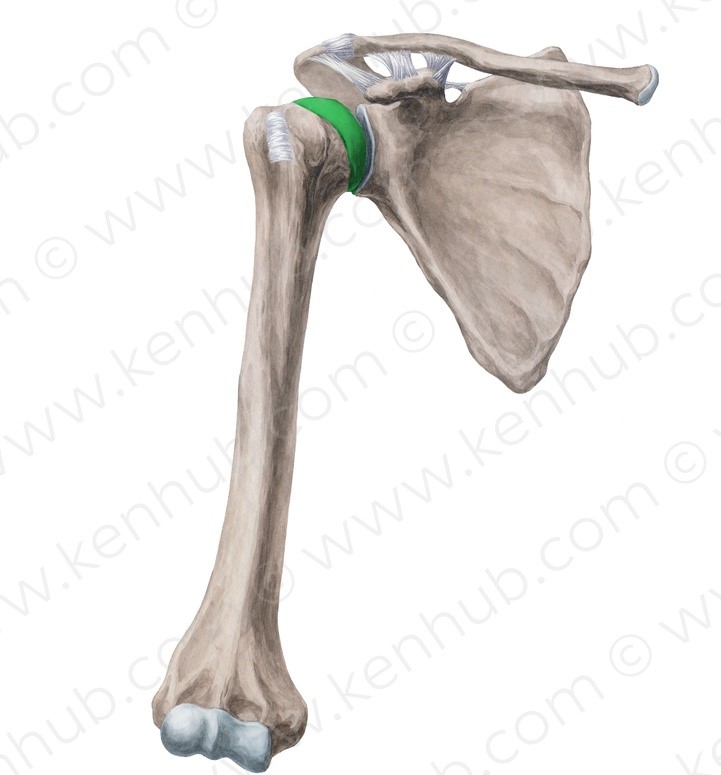 Level 8 - Skelett der oberen Extremität I - Propädeutik Makroanatomie ...