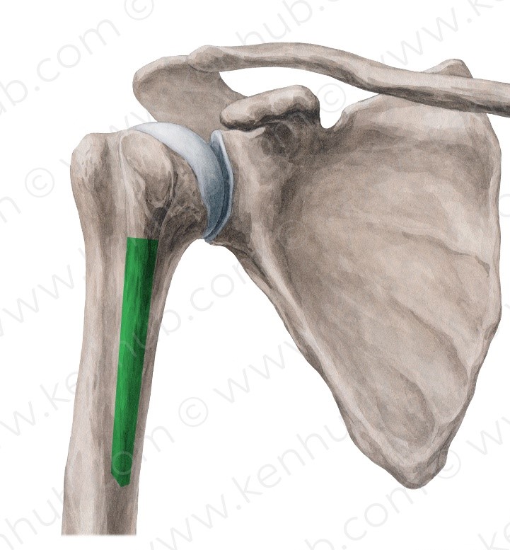 Level 8 - Skelett der oberen Extremität I - Propädeutik Makroanatomie ...