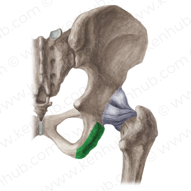 Level 10 - Skelett der unteren Extremität I - Propädeutik Makroanatomi