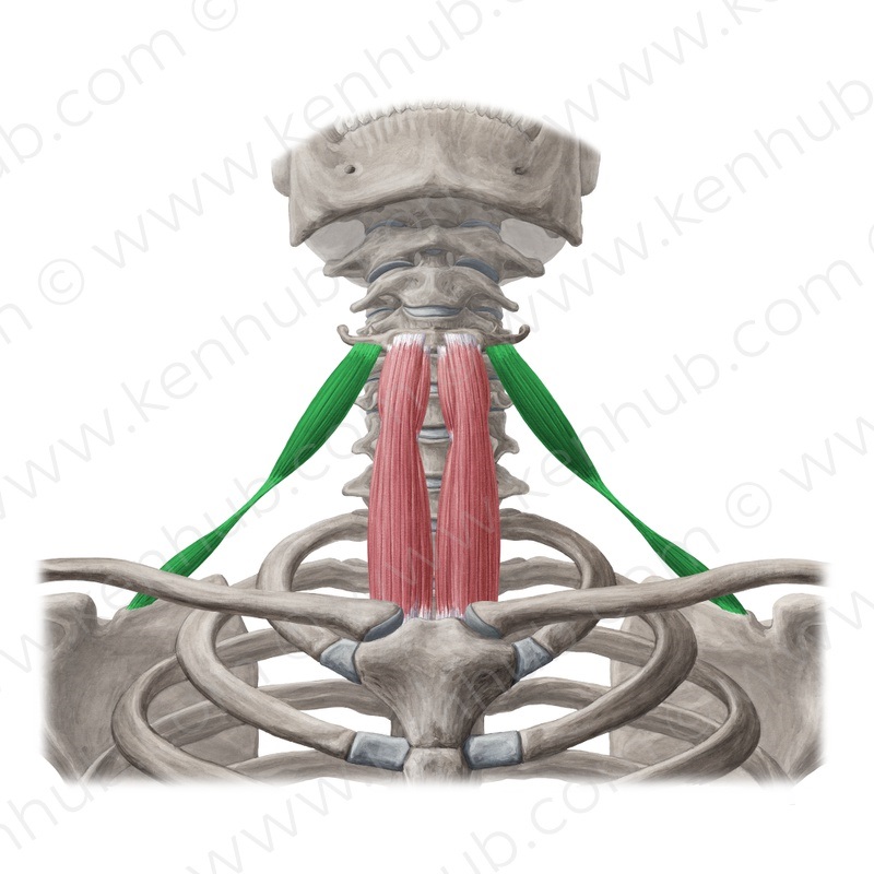 Level 13 - Muskeltypen - Propädeutik Makroanatomie HHU - Memrise